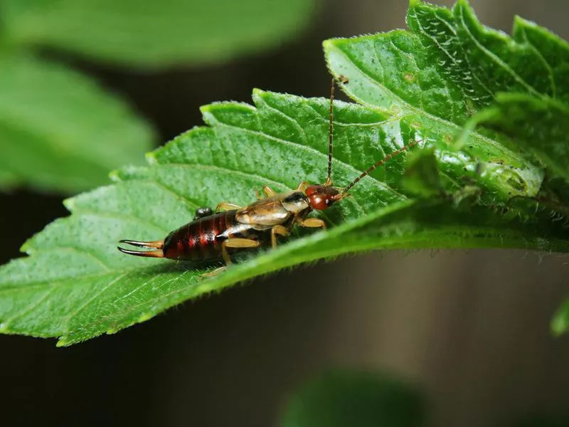 Earwig