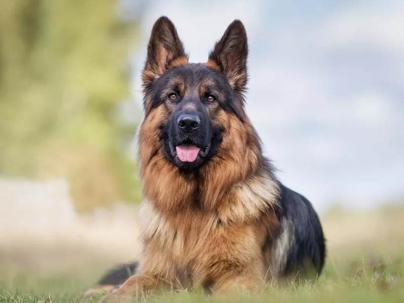 German Shepherd