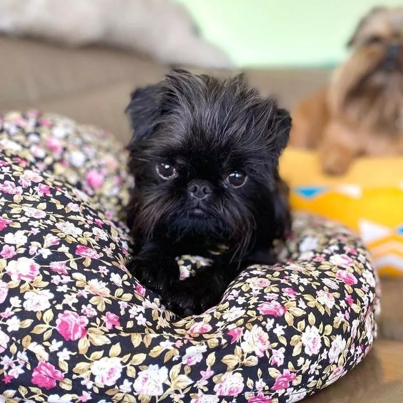 Brussels Griffon