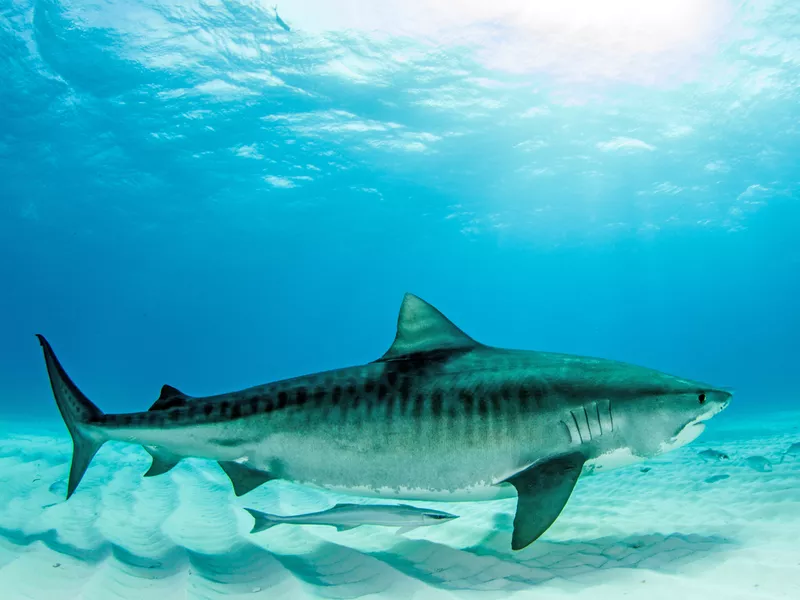 Tiger shark