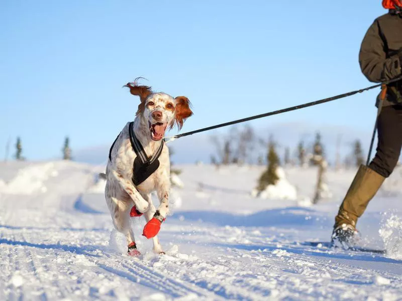 english setter