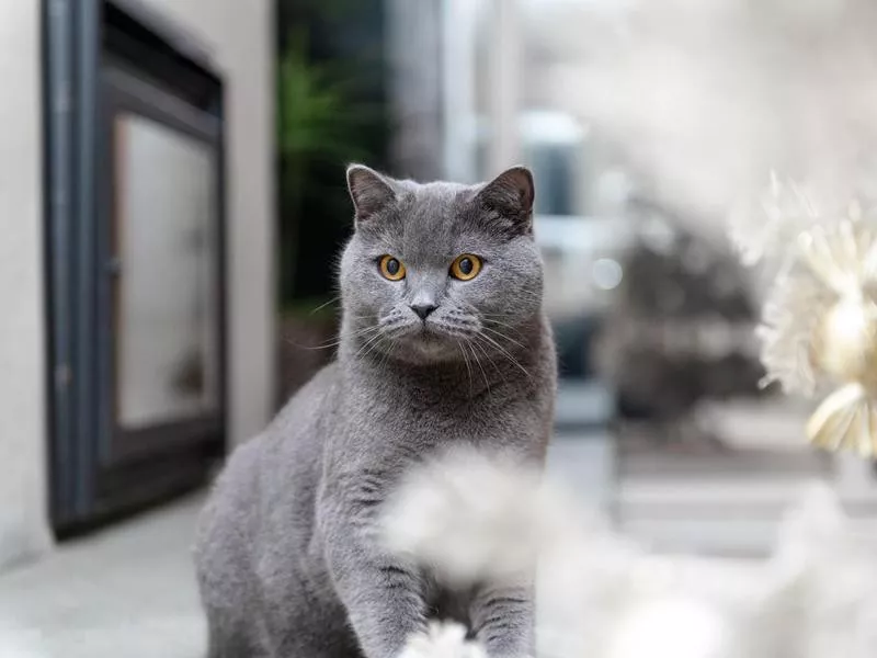 British shorthair with a Christmas Tree