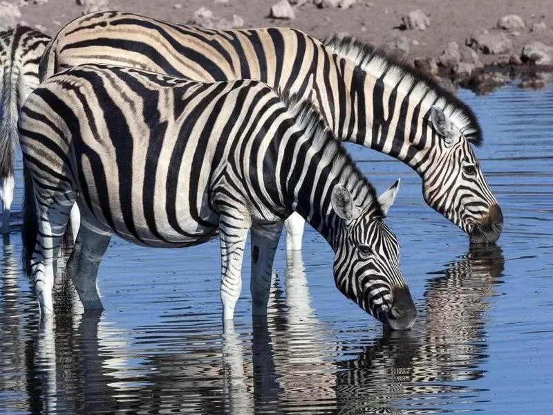 zebra