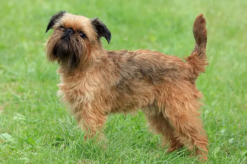 Brussels Griffon