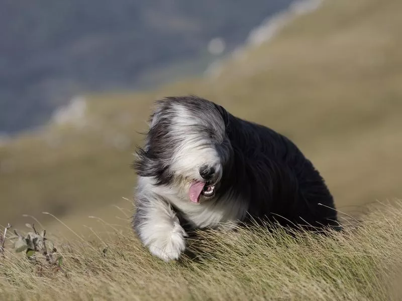 Bearded Collie