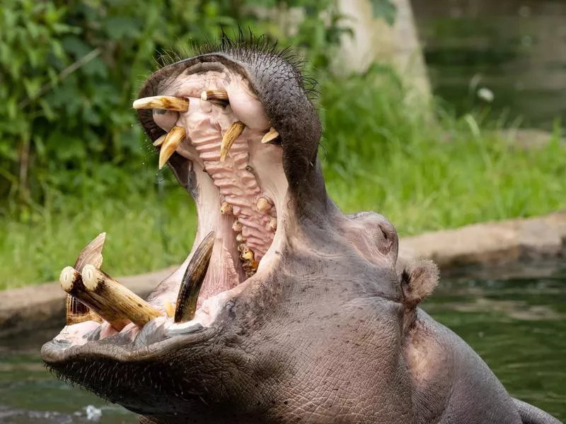 Hippo at the Copenhagen Zoo