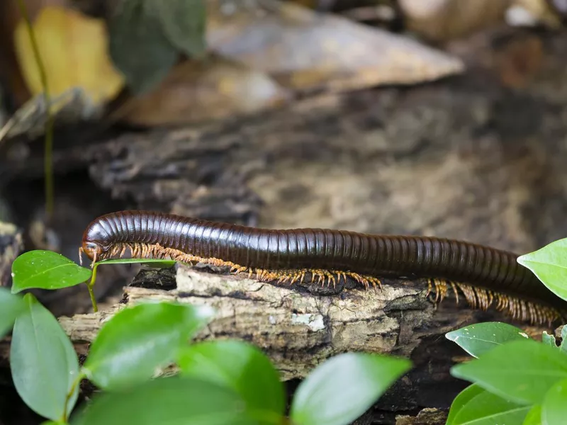 Seychelles Giant Millipede