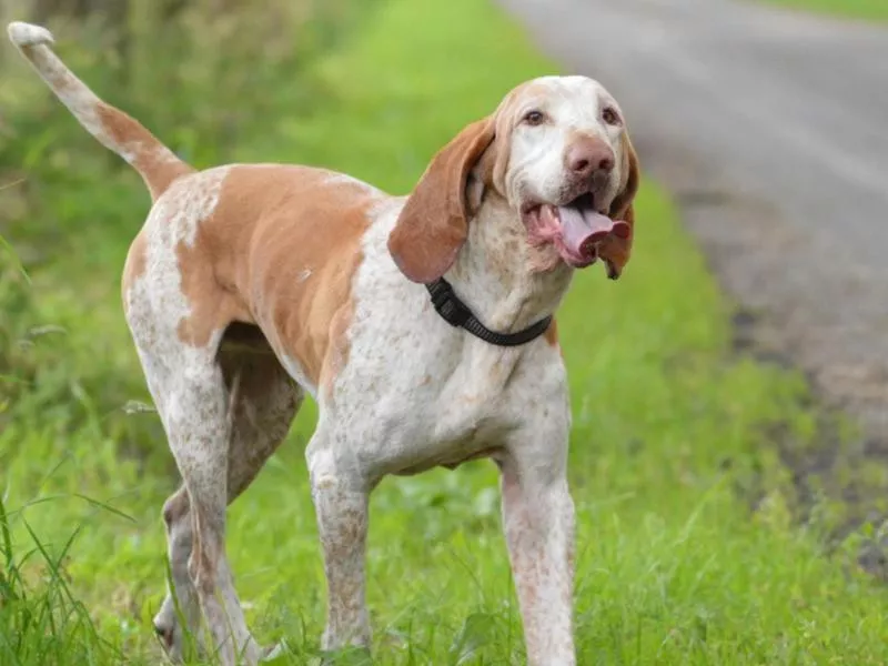 Healthy English foxhound