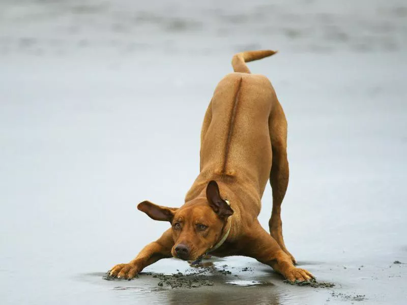 Rhodesian Ridgeback