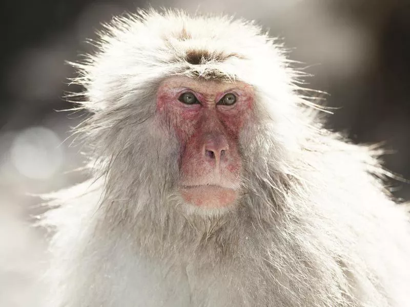 Snow monkey portrait