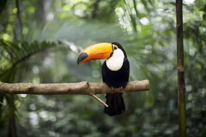 Toucan