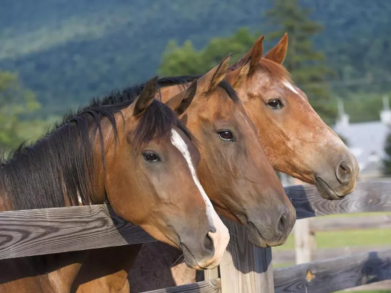 American Quarter Horse