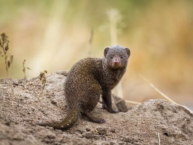 Mongoose