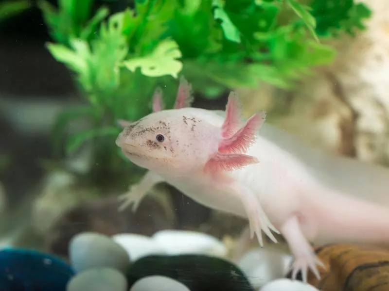 Axolotl