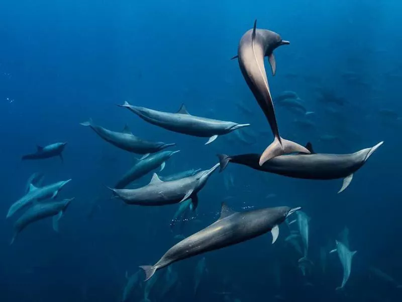 Several dolphins swimming