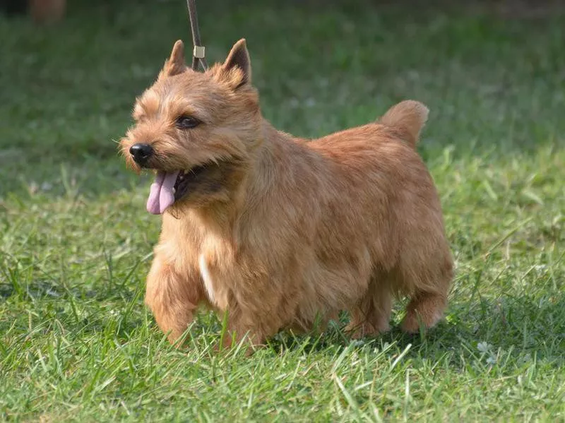 Glen of Imaal Terrier