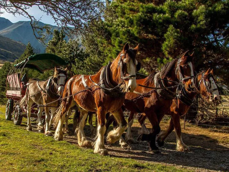 Clydesdale