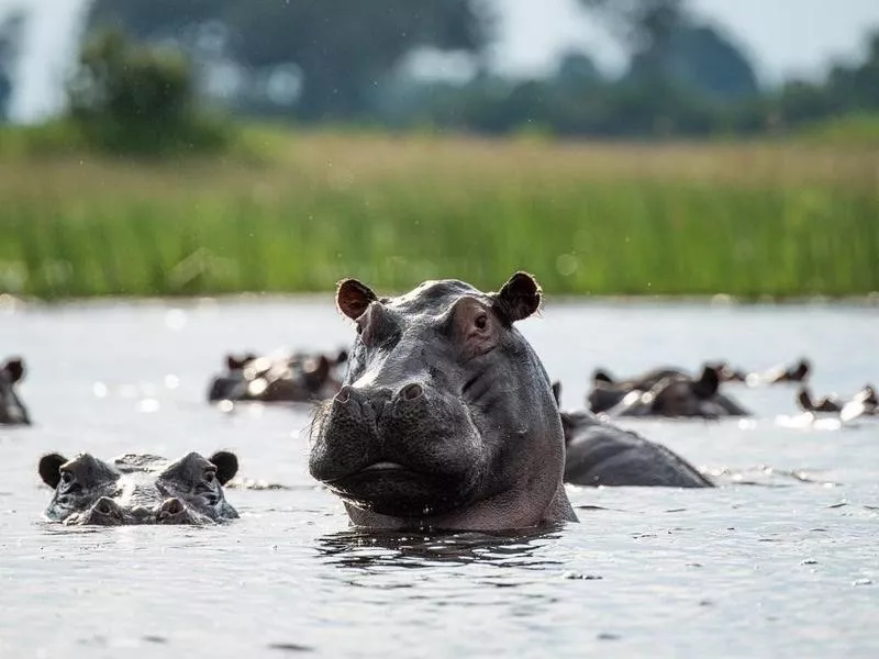 Hippos