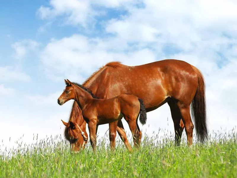 Mare beside goal in a field grazing