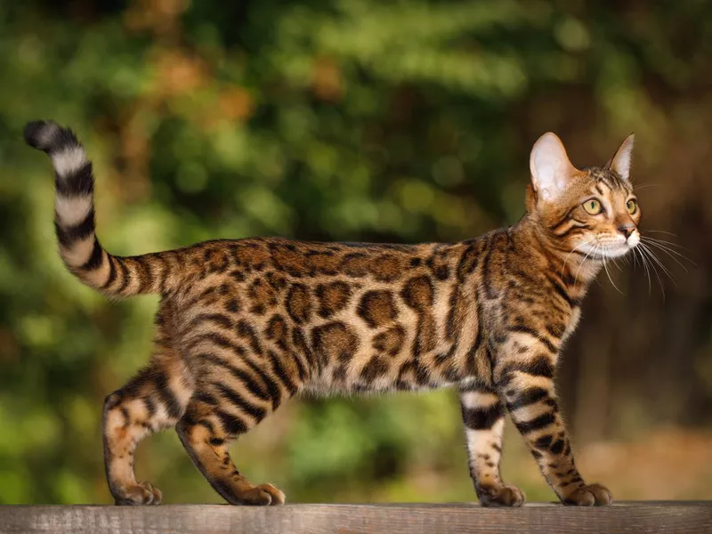 Bengal Cat