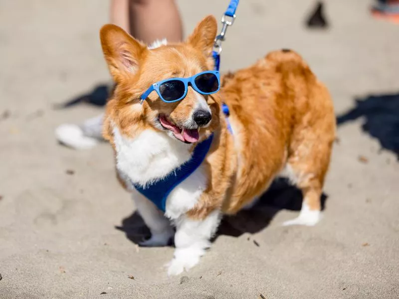 Pembroke Welsh corgi wearing sunglasses