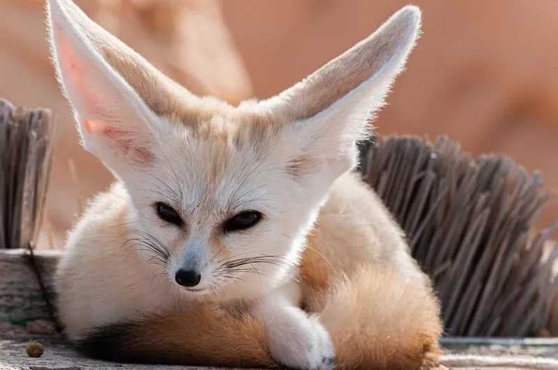 Fennec fox