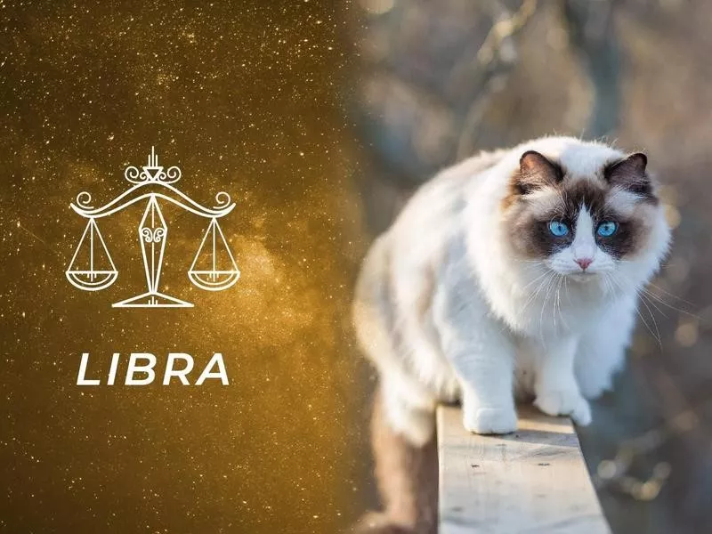 Libra: Ragdoll