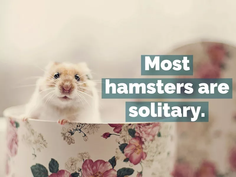 hamster