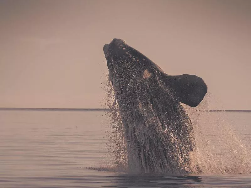 North Atlantic right whale