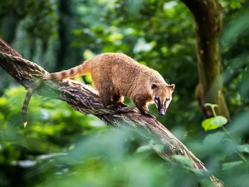 South American Coati