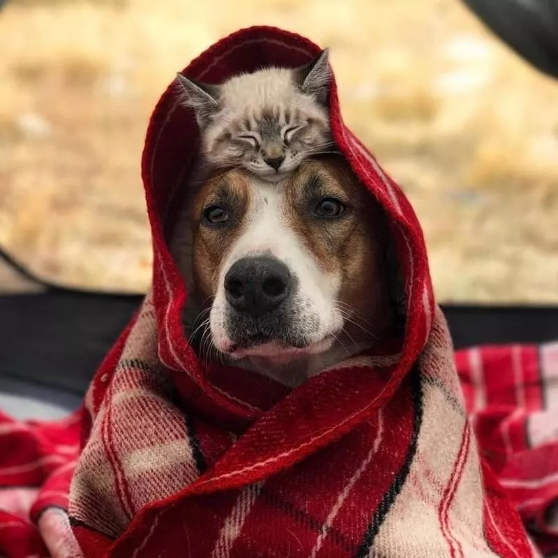 Sleeping cat on dog's head