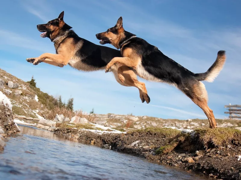 German shepherd jumping over a spring