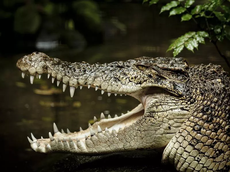 Saltwater Crocodile