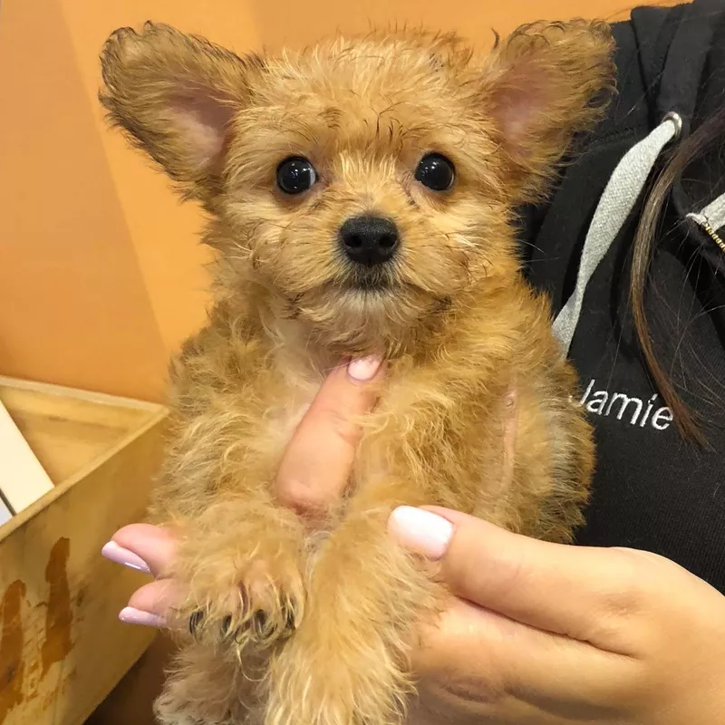 Yorkie Poo baby