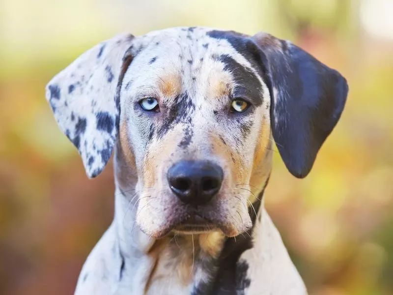 Catahoula leopard dog