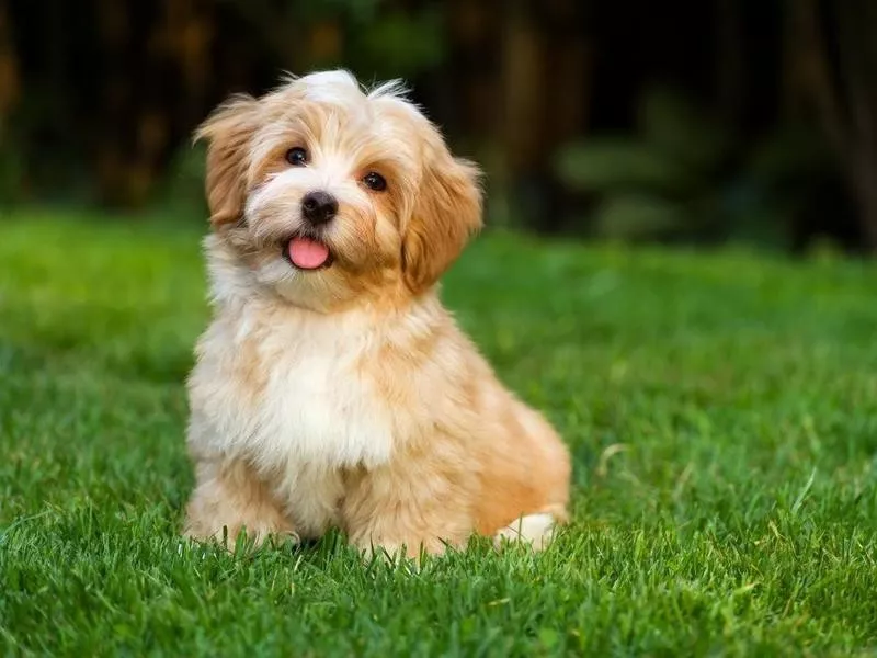 Havanese