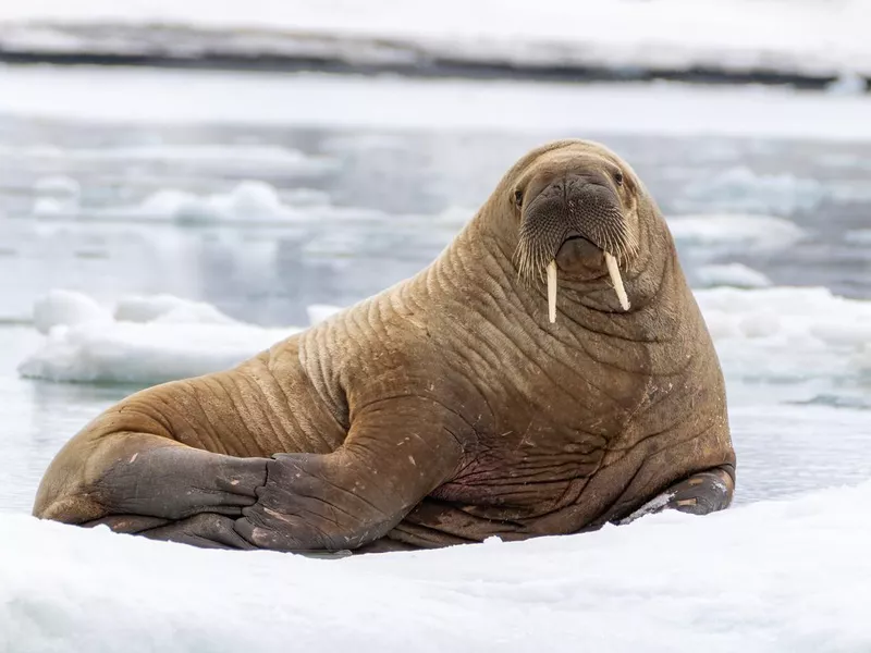 Walrus Floating on Iceberg