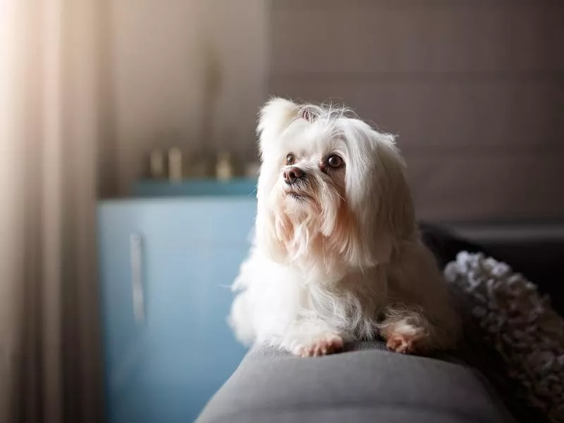 Lhasa Apso