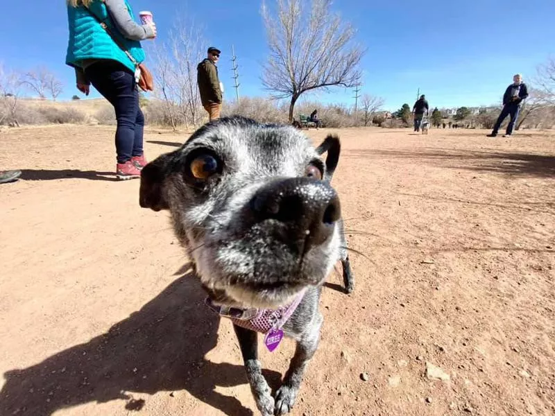 Bear Creek Dog Park