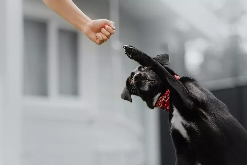 Obedient mixed breed dog gives paw outdoors