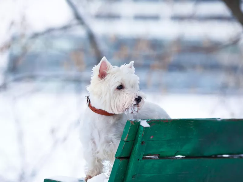 Winter westie