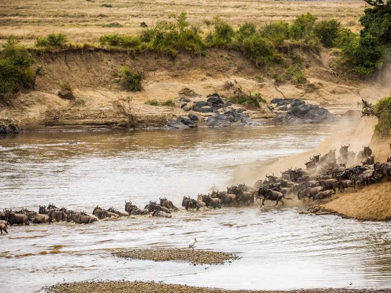 Following the Herd