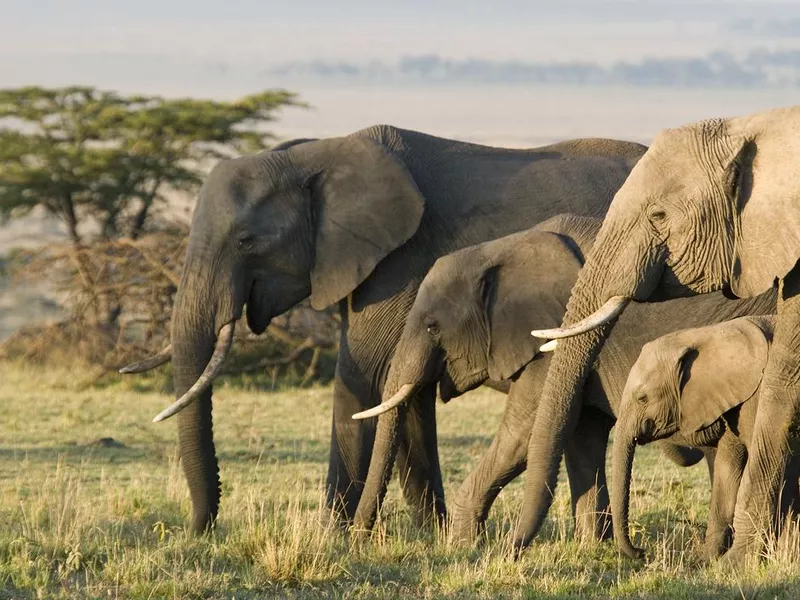 Group of African elephants in the wild