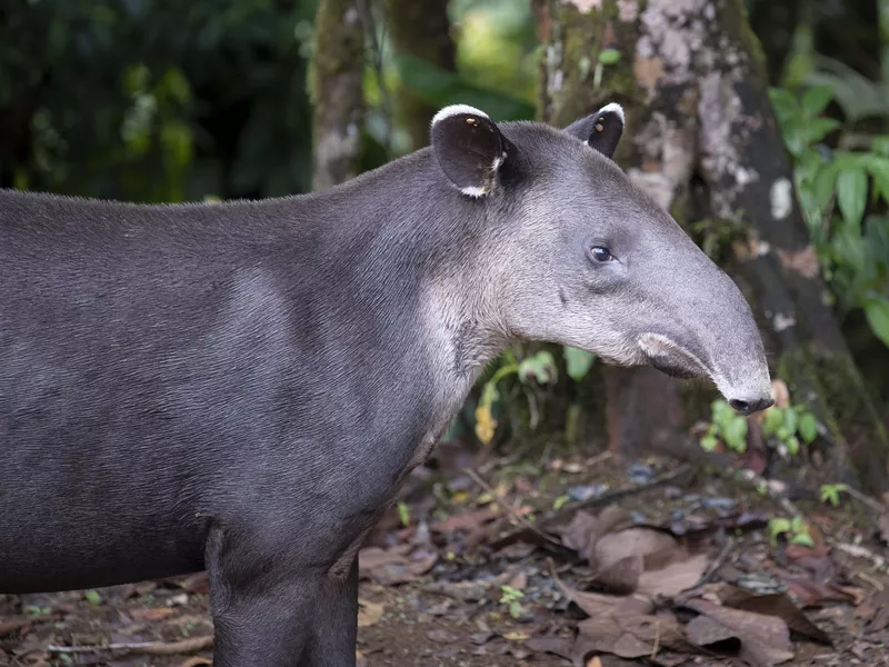 Profile of the Baird's Tapir in the woods