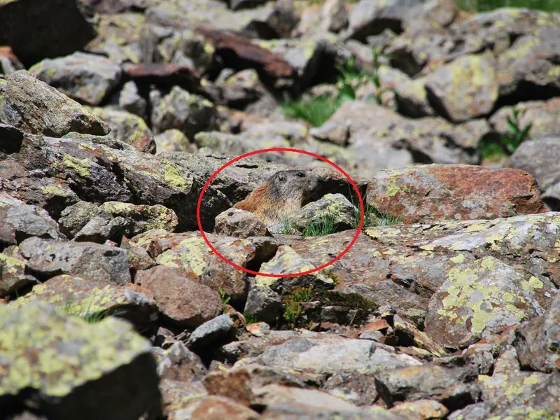 Alpine marmot blends in