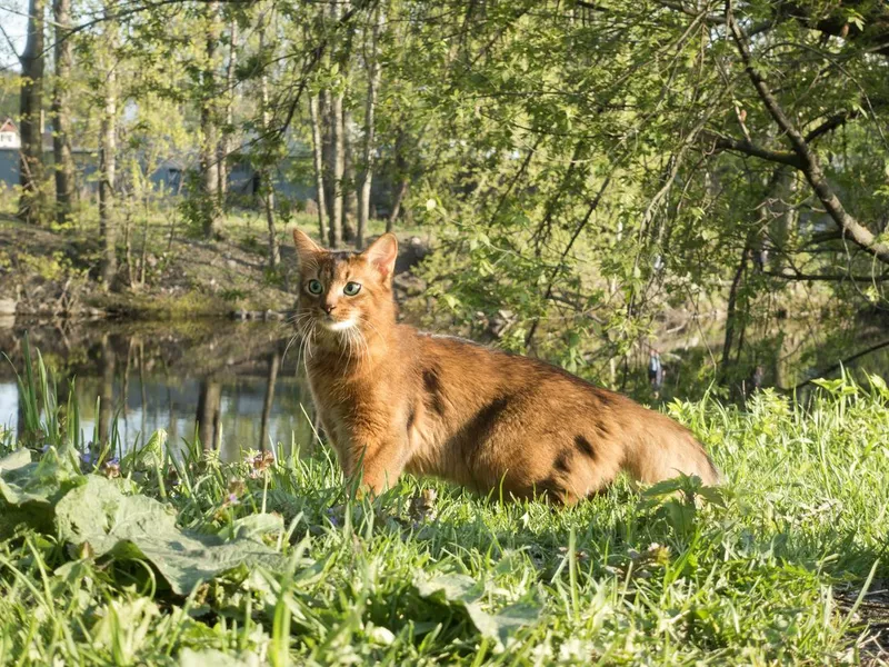 Somali Cat