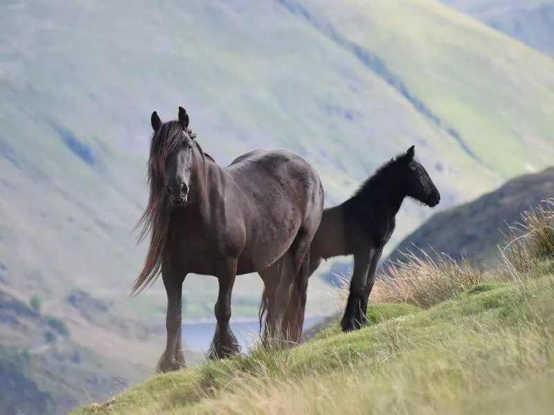 Fell pony