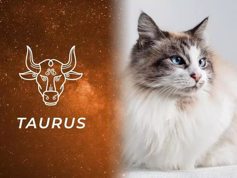 Taurus: Ragdoll