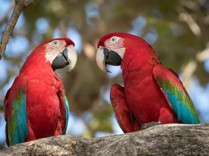 Green Wing Macaw