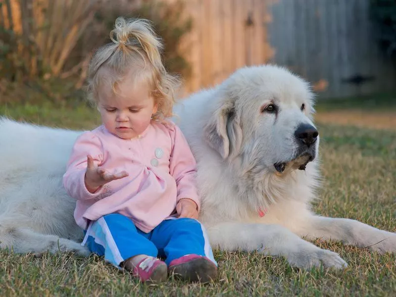 Great Pyrenees